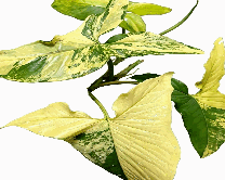 Syngonium Podophyllum Aurea Tissue Culture
