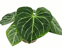Anthurium Crystallinum*forget ii Tissue Culture