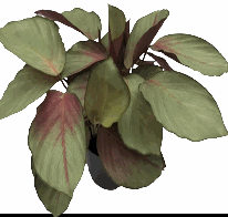 Calathea Silver Plate Tissue Culture