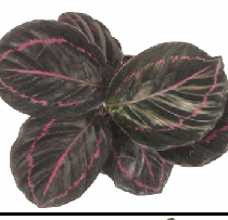 Calathea roseopicta 'Dottie' Tissue Culture