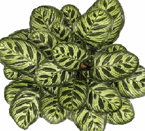Calathea makoyana Tissue Culture