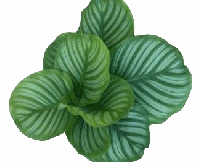 Calathea Orbifolia Tissue Culture