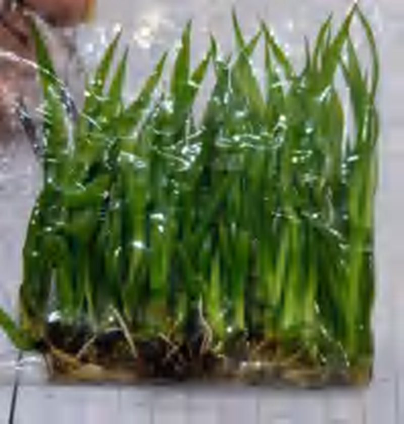 Dracaena Draco No#68 TC | Grower's Choice, Foshan Collection