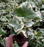 Fatshedera Lizei Floral TC | Grower's Choice, Foshan Collection