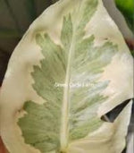 Monstera Lava (Little Chlorophyl) TC | Grower's Choice, Foshan Collection