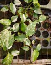 Mosntera Borsiginiana Albo TC | Grower's Choice, Foshan Collection