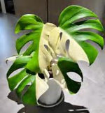 Monstera Halfmoon TC | Grower's Choice, Foshan Collection