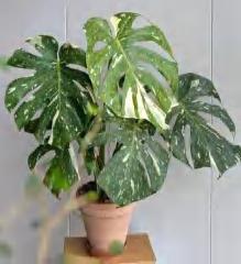 Monstera Thai Consteilation Variegated TC | Grower's Choice, Foshan Collection