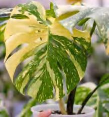 Monstera Thai Consteilation Highly Variegated TC | Grower's Choice, Foshan Collection