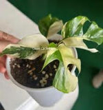 Rhaphidophora Tetrasperma Variegated TC | Grower's Choice, Foshan Collection