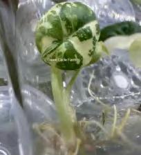 Alocasia Maharani Albo TC | Grower's Choice, Foshan Collection