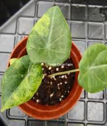 Alocasia Maharani Aurea TC | Grower's Choice, Foshan Collection