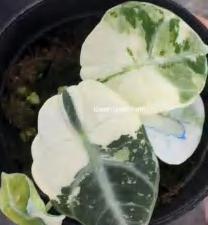Alocasia Ninja Albo Variegated TC | Grower's Choice, Foshan Collection