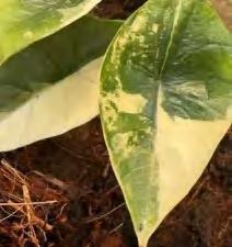 Alocasia Platinum Albo TC | Grower's Choice, Foshan Collection