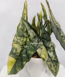 Alocasia Heterophylla 'Metallic Blue' Aurea TC | Grower's Choice, Foshan Collection