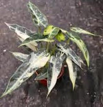 Alocasia 'Green Bambino' Variegated TC | Grower's Choice, Foshan Collection
