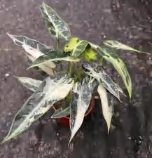 Alocasia 'Green Bambino' Variegated TC | Grower's Choice, Foshan Collection