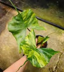 Alocasia Stingray Variegated Aurea TC | Grower's Choice, Foshan Collection