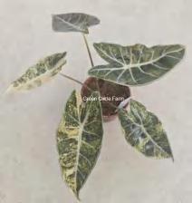 Alocasia Longiloba 'Grandis' Variegated TC | Grower's Choice, Foshan Collection