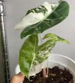 Alocasia 'Nairobi Nights' Variegated TC | Grower's Choice, Foshan Collection