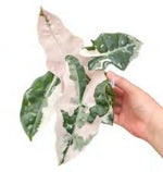 Alocasia Psuedo Sanderiana Pink Variegated TC | Grower's Choice, Foshan Collection