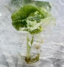 Alocasia Silver Dragon Albo TC | Grower's Choice, Foshan Collection