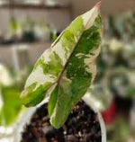 Alocasia Blackstem Variegated TC | Grower's Choice, Foshan Collection