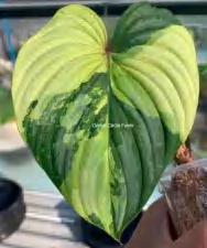 Philodendron Mamei Variegated TC | Grower's Choice, Foshan Collection