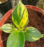 Philodendron Little Apple Variegated TC | Grower's Choice, Foshan Collection