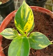 Philodendron Little Apple Variegated TC | Grower's Choice, Foshan Collection