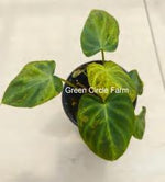 Philodendron Verrucosum Mint TC | Grower's Choice, Foshan Collection