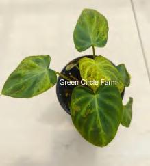 Philodendron Verrucosum Mint TC | Grower's Choice, Foshan Collection