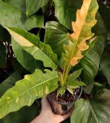 Philodendron Ring Of Fire TC | Grower's Choice, Foshan Collection
