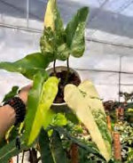 Philodendron Domesticum Variegated TC | Grower's Choice, Foshan Collection
