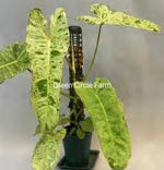 Philodendron Paraiso Verde TC | Grower's Choice, Foshan Collection