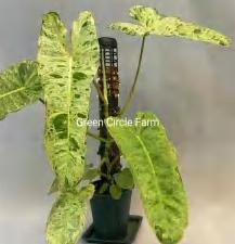 Philodendron Paraiso Verde TC | Grower's Choice, Foshan Collection