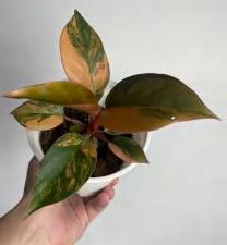 Philodendron Red Congo Variegated TC | Grower's Choice, Foshan Collection