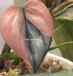 Philodendron Brandtianum Variegated TC | Grower's Choice, Foshan Collection