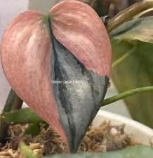 Philodendron Brandtianum Variegated TC | Grower's Choice, Foshan Collection