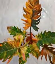 Philodendron Caramel Marble TC | Grower's Choice, Foshan Collection