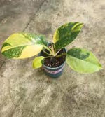 Philodendron Green Congo Hybrid Variegated TC | Grower's Choice, Foshan Collection
