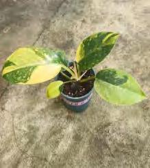 Philodendron Green Congo Hybrid Variegated TC | Grower's Choice, Foshan Collection