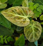 Philodendron Ei Choco Red Variegated TC | Grower's Choice, Foshan Collection