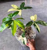 Philodendron Thaumatophyllum Spruceanum TC | Grower's Choice, Foshan Collection