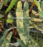Philodendron Billitiae Variegated TC | Grower's Choice, Foshan Collection