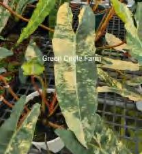 Philodendron Billitiae Variegated TC | Grower's Choice, Foshan Collection