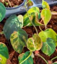 Philodendron Micans Variegated TC | Grower's Choice, Foshan Collection