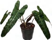 Philodendron Billietiae Croat Black TC | Grower's Choice, Foshan Collection