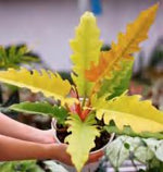 Philodendron Golden 'Ring Of Fire' TC | Grower's Choice, Foshan Collection