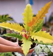 Philodendron Golden 'Ring Of Fire' TC | Grower's Choice, Foshan Collection